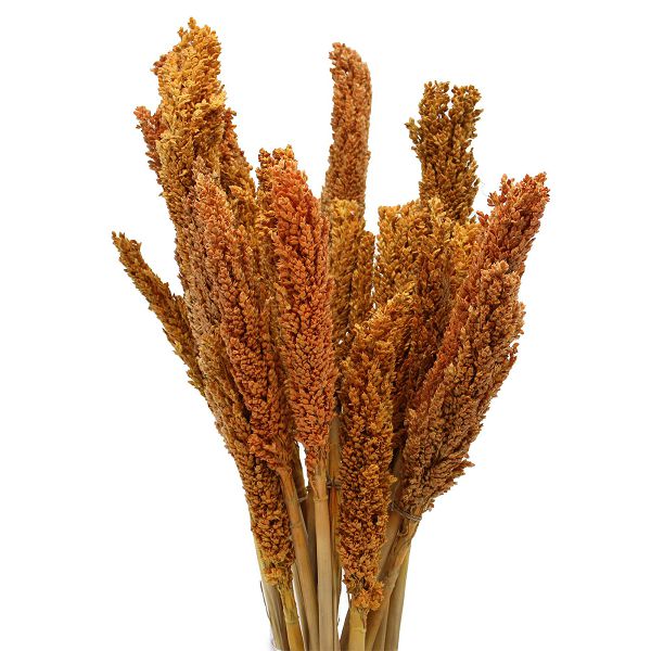 Cantal Grass Bunch - Orange